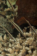 The surprising underwater world of the Indian and Pacifical Oceans