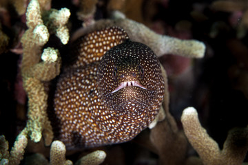 The surprising underwater world of the Indian and Pacifical Oceans