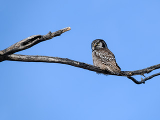 Northern Hawk Owl Perched on Tree Branch on Blue Sky in Winter