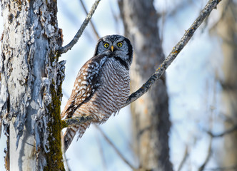 Northern Hawk Owl Perched on Tree Branch in Winter