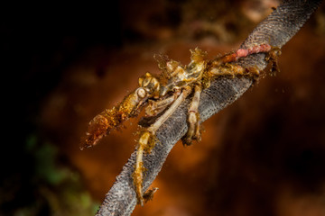 The surprising underwater world of the Indian and Pacifical Oceans
