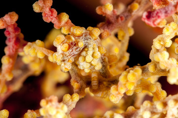 The surprising underwater world of the Indian and Pacifical Oceans