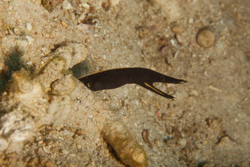 The surprising underwater world of the Indian and Pacifical Oceans