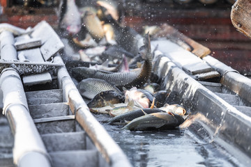 fishermen in production with their hands pick and sort fish