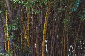 Obraz premium bamboo tree with dark yellow trunk