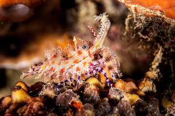 The surprising underwater world of the Indian and Pacifical Oceans