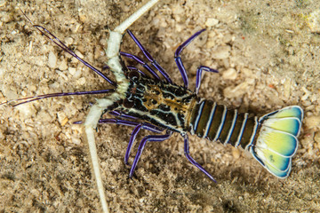 The surprising underwater world of the Indian and Pacifical Oceans