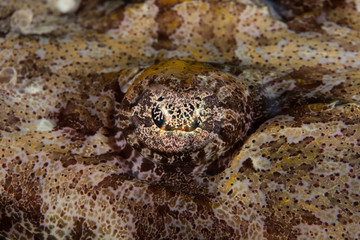 The surprising underwater world of the Indian and Pacifical Oceans