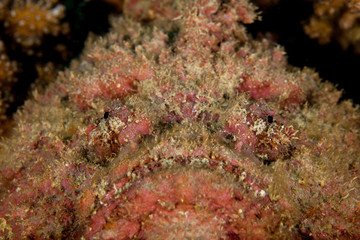 The surprising underwater world of the Indian and Pacifical Oceans