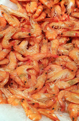 Fresh shrimp closeup on the market