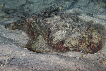 The surprising underwater world of the Indian and Pacifical Oceans