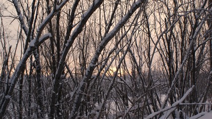 Obraz premium Winter Siberian forest. Snow. January 2