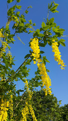 Beautiful bright yellow flowers of wisteria