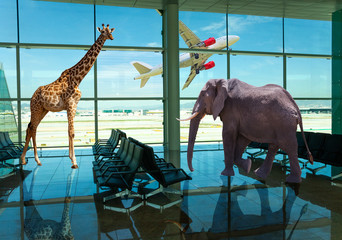 Elephant and giraffe animals stand in airport hall