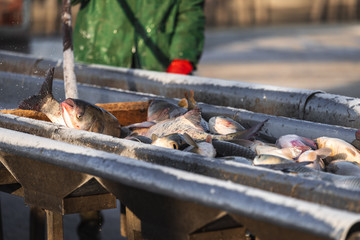 fishermen in production with their hands pick and sort fish