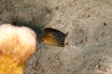 The surprising underwater world of the Indian and Pacifical Oceans