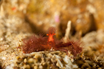 The surprising underwater world of the Indian and Pacifical Oceans
