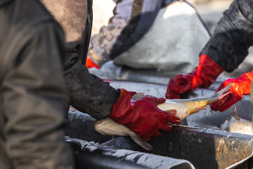 fishermen in production with their hands pick and sort fish