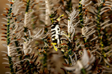 The surprising underwater world of the Indian and Pacifical Oceans