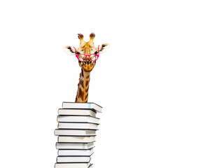 Smart funny giraffe look from behind pile of books