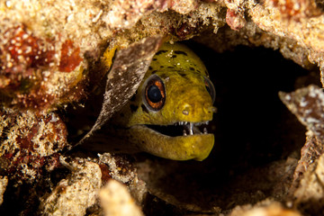The surprising underwater world of the Indian and Pacifical Oceans
