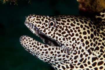 The surprising underwater world of the Indian and Pacifical Oceans