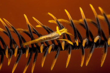 The surprising underwater world of the Indian and Pacifical Oceans