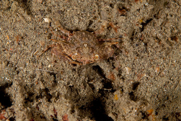 The surprising underwater world of the Indian and Pacifical Oceans