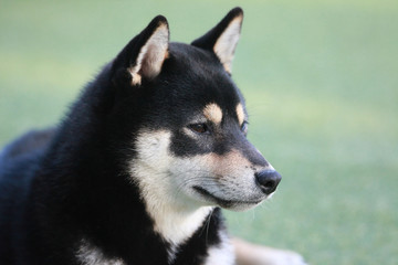 Happy puppies in a private playground
