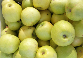 Green apples on sunlight. Fruits pattern