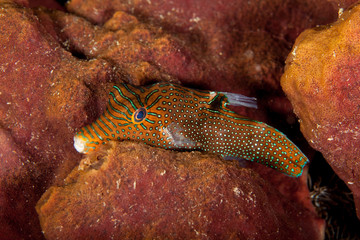 The surprising underwater world of the Indian and Pacifical Oceans