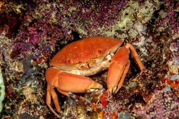 The surprising underwater world of the Indian and Pacifical Oceans