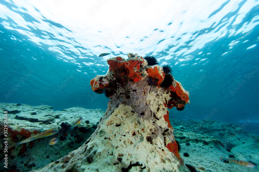 Wall mural The surprising underwater world of the Indian and Pacifical Oceans