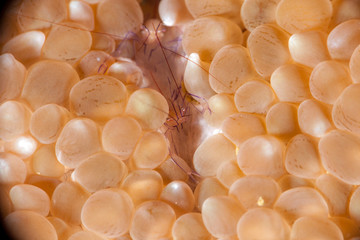 The surprising underwater world of the Indian and Pacifical Oceans