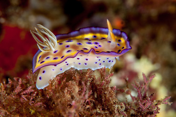 The surprising underwater world of the Indian and Pacifical Oceans