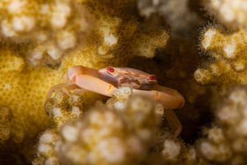 The surprising underwater world of the Indian and Pacifical Oceans