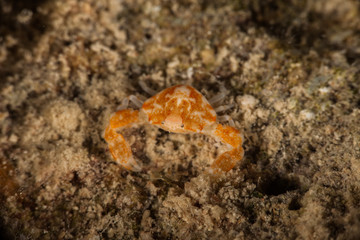 The surprising underwater world of the Indian and Pacifical Oceans