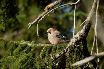 jay siting on the branch of spruce