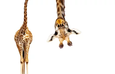 Fotobehang Giraf met lange kop kijkt ondersteboven op wit © Sergey Novikov