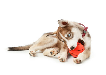 Cute husky puppy with ball on white background