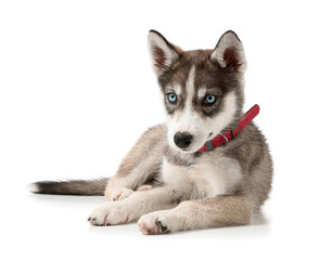 Cute husky puppy on white background