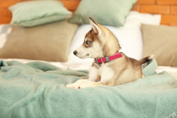 Cute husky puppy on bed at home
