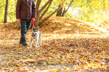 Naklejka na ściany i meble Little boy walking with cute husky dog in autumn park