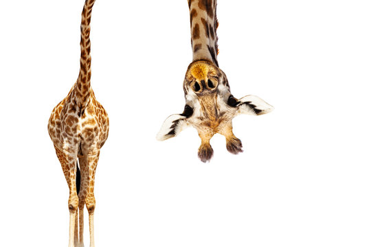 Żyrafa z długą głową wygląda do góry nogami na białym tle