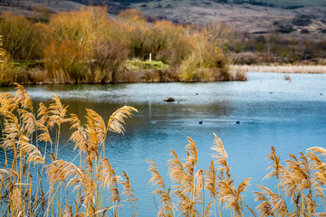 50 Oasi WWF: le oasi WWF in Basilicata