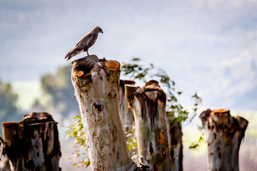 50 Oasi WWF: le oasi WWF in Basilicata