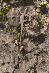 Big monitor lizard scrambles on a stone wall