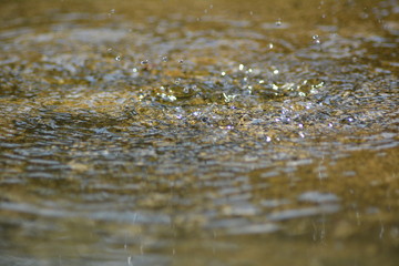 water splash isolated on white background