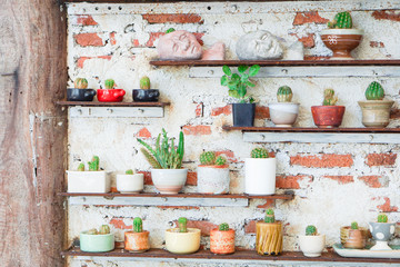 cute small cactus and succulent pots on wooden shelf with stucco brick grunge wall as background
