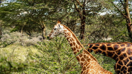 Wild giraffe in african savannah